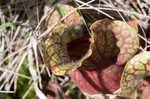 Purple pitcherplant